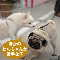 ほかのわんちゃんが苦手な子