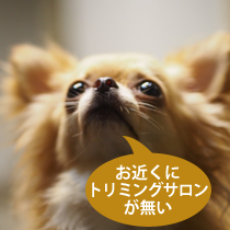 お近くにトリミングサロンがない