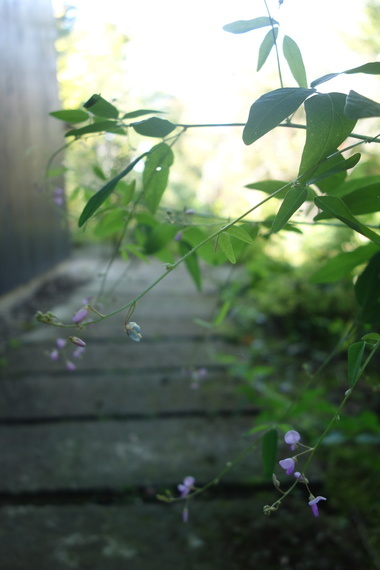 DSC01195_コピー