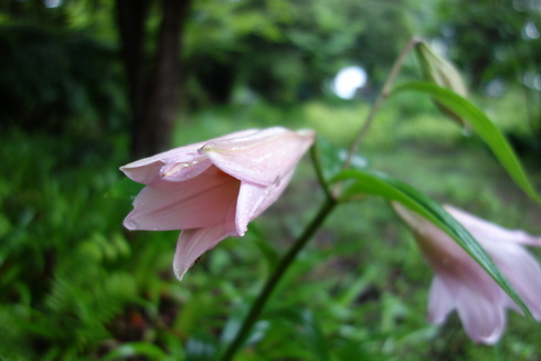 DSC04998_コピー