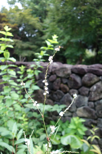 DSC05372_コピー