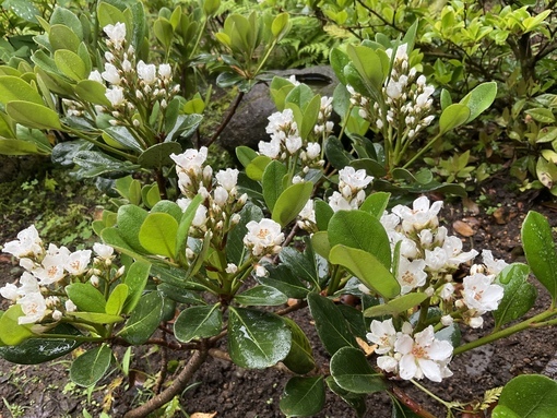 B19C6ECA-6D6C-48E2-8055-103D4BB26EA1_コピー