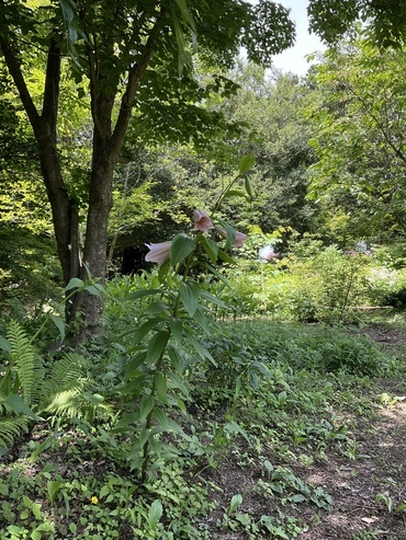 412AFED6-8D2C-4C0F-ADCB-221804486E81_コピー