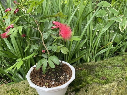 BDADFCF9-A654-47F2-9A6C-1C2D156B6AE4_コピー