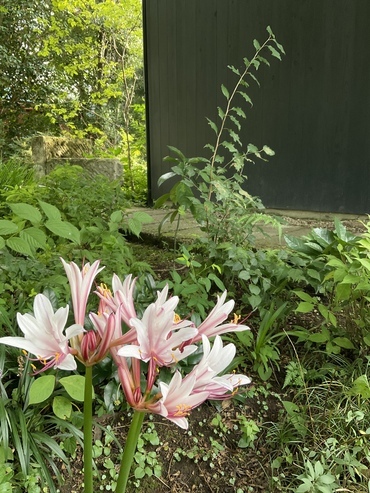 3ABE341A-BAF5-42FE-89F2-652D837DFF3E_コピー