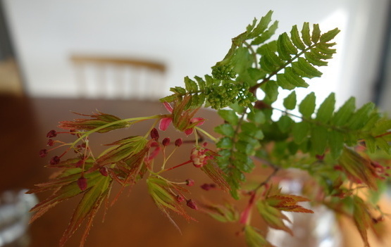 DSC06077_コピー_コピー