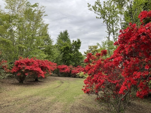 DB11C220-8AD3-4328-A15C-E2628E80584A_コピー