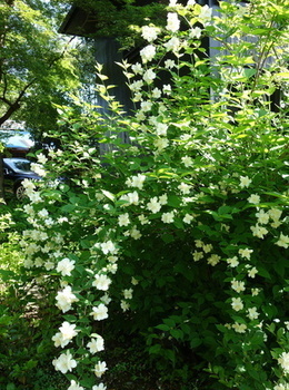 DSC06188_コピー_コピー_コピー