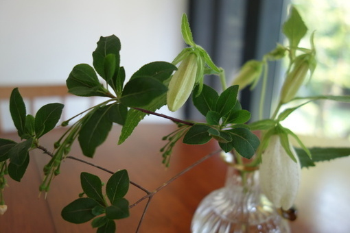 DSC06227_コピー_コピー