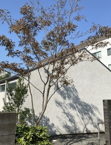 IMG_6545_コピー_コピー_コピー