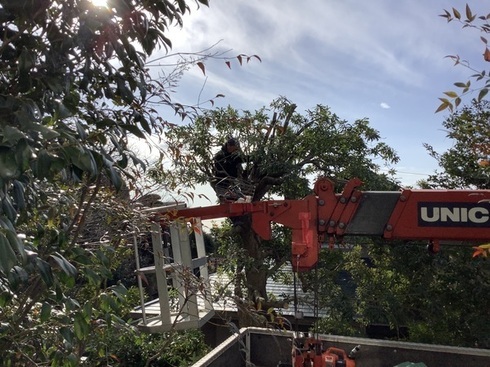 IMG_2125_コピー_コピー