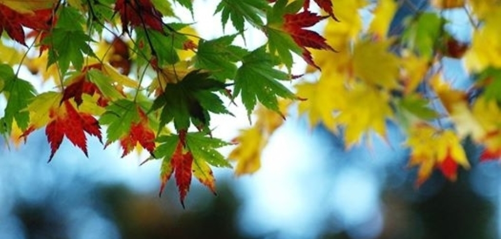 English page トップバナー