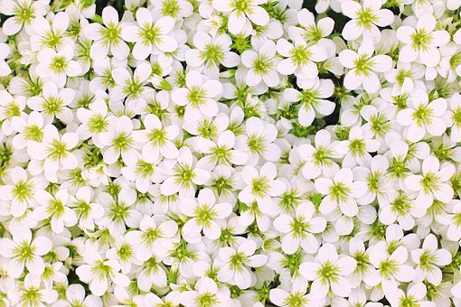 flowers-3671611__340