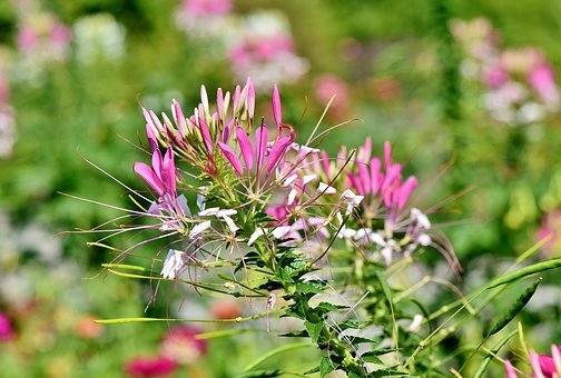 spider-flower-3695285__340