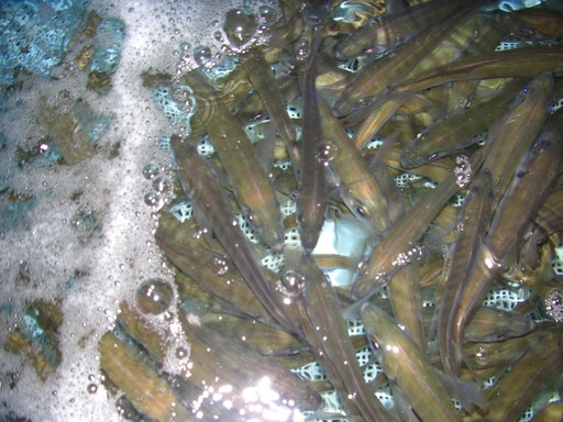 活エサ 虫エサ 活きエサの徳丸 みうら半島の生き餌は徳丸 活エサ 虫エサ 活きエサの徳丸 みうら半島の生き餌は徳丸