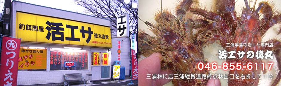 活エサ 虫エサ 活きエサの徳丸 みうら半島の生き餌は徳丸 活エサ 虫エサ 活きエサの徳丸 みうら半島の生き餌は徳丸