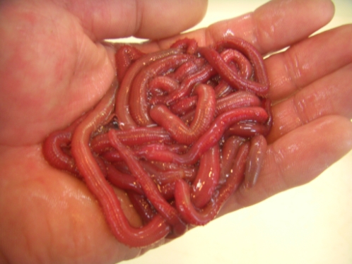 活エサ 虫エサ 活きエサの徳丸 みうら半島の生き餌は徳丸 活エサ 虫エサ 活きエサの徳丸 みうら半島の生き餌は徳丸