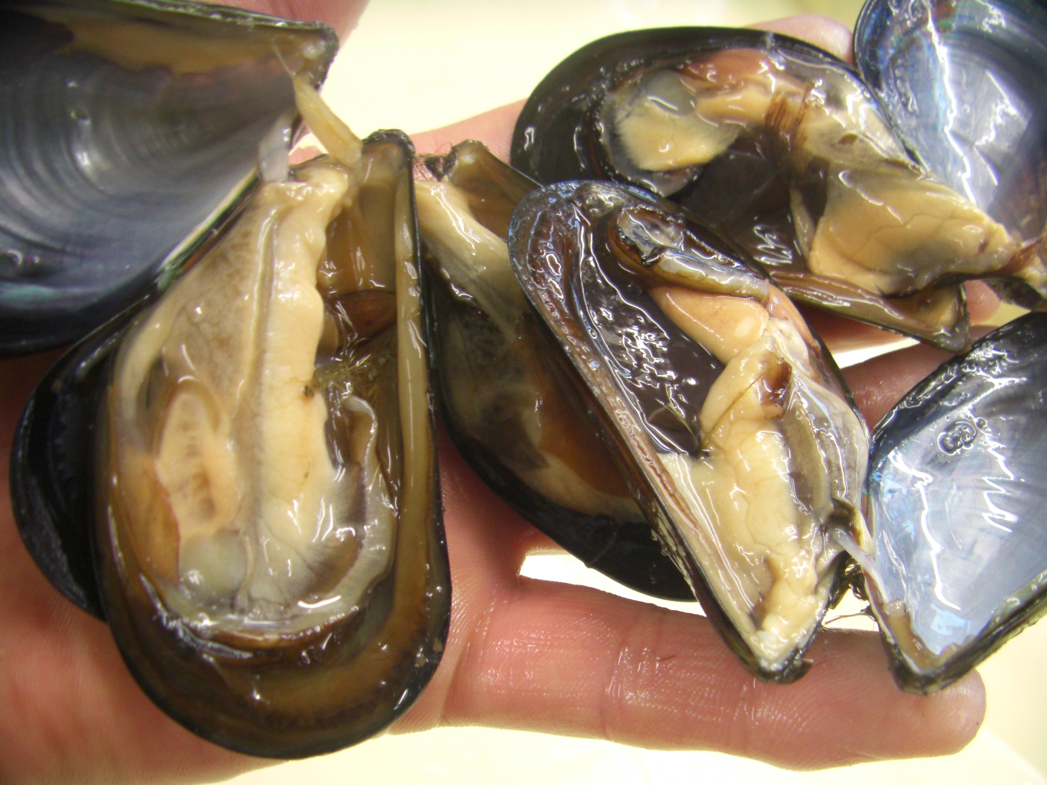 活エサ 虫エサ 活きエサの徳丸 みうら半島の生き餌は徳丸 活エサ 虫エサ 活きエサの徳丸 みうら半島の生き餌は徳丸