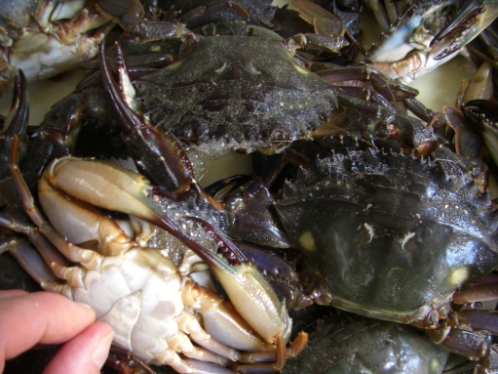 活エサ 虫エサ 活きエサの徳丸 みうら半島の生き餌は徳丸 活エサ 虫エサ 活きエサの徳丸 みうら半島の生き餌は徳丸