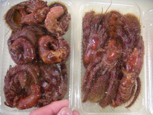 イシダイ用冷凍ヤドカリ販売しています 通販可 イシダイ用冷凍ヤドカリ販売しています 通販可