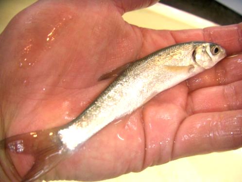活エサ 虫エサ 活きエサの徳丸 みうら半島の生き餌は徳丸 活エサ 虫エサ 活きエサの徳丸 みうら半島の生き餌は徳丸