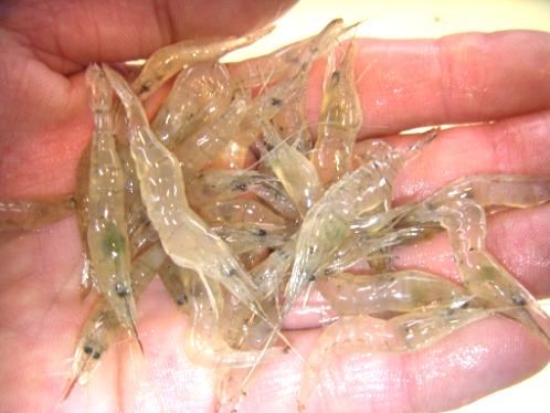 活エサ 虫エサ 活きエサの徳丸 みうら半島の生き餌は徳丸 活エサ 虫エサ 活きエサの徳丸 みうら半島の生き餌は徳丸