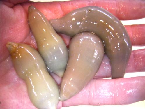 活エサ 虫エサ 活きエサの徳丸 みうら半島の生き餌は徳丸 活エサ 虫エサ 活きエサの徳丸 みうら半島の生き餌は徳丸