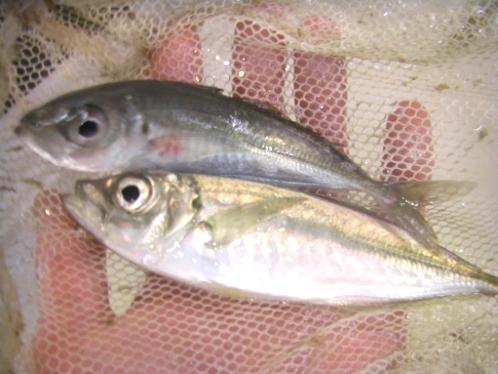 活エサ 虫エサ 活きエサの徳丸 みうら半島の生き餌は徳丸 活エサ 虫エサ 活きエサの徳丸 みうら半島の生き餌は徳丸