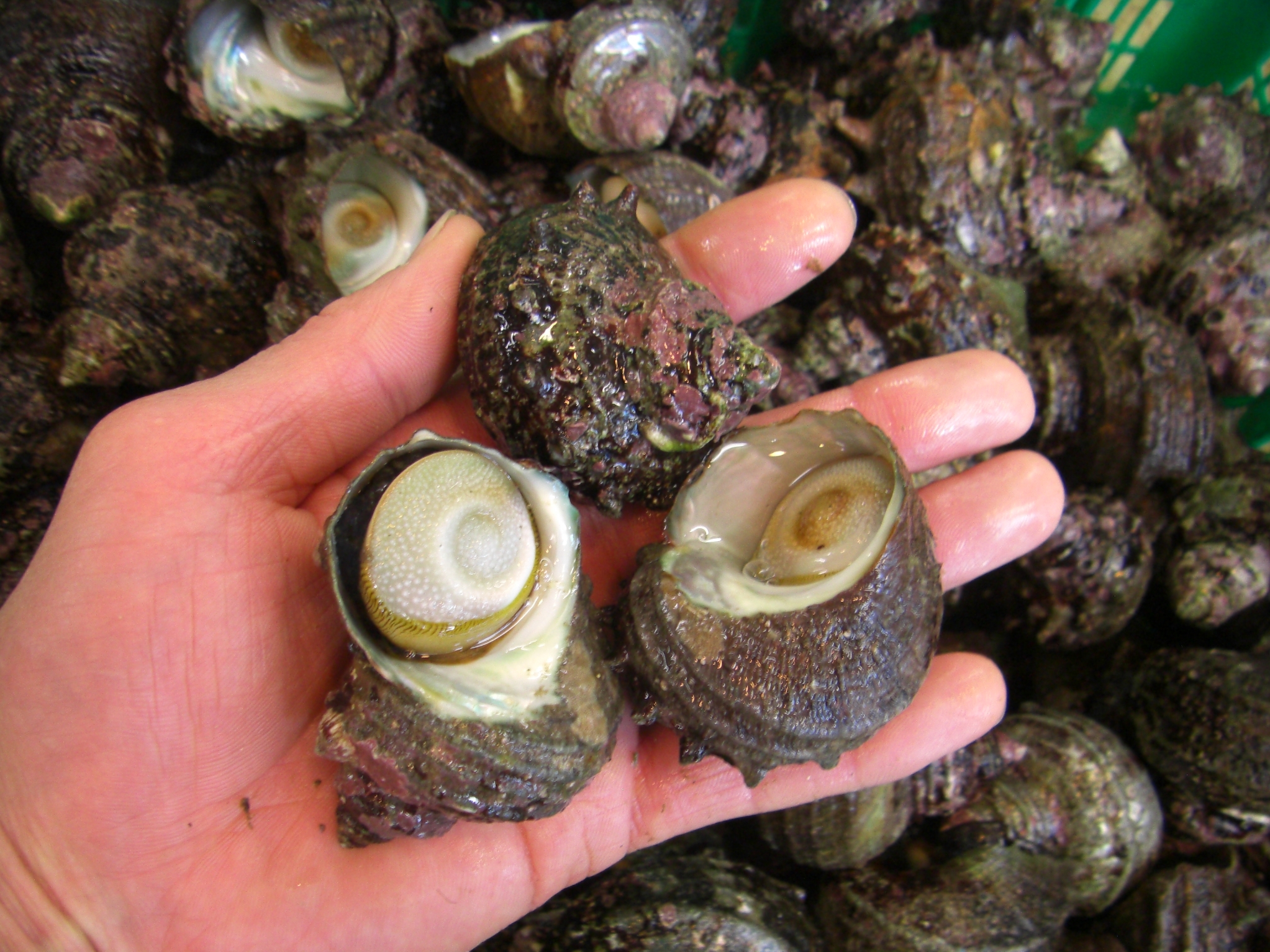 活エサ 虫エサ 活きエサの徳丸 みうら半島の生き餌は徳丸 活エサ 虫エサ 活きエサの徳丸 みうら半島の生き餌は徳丸