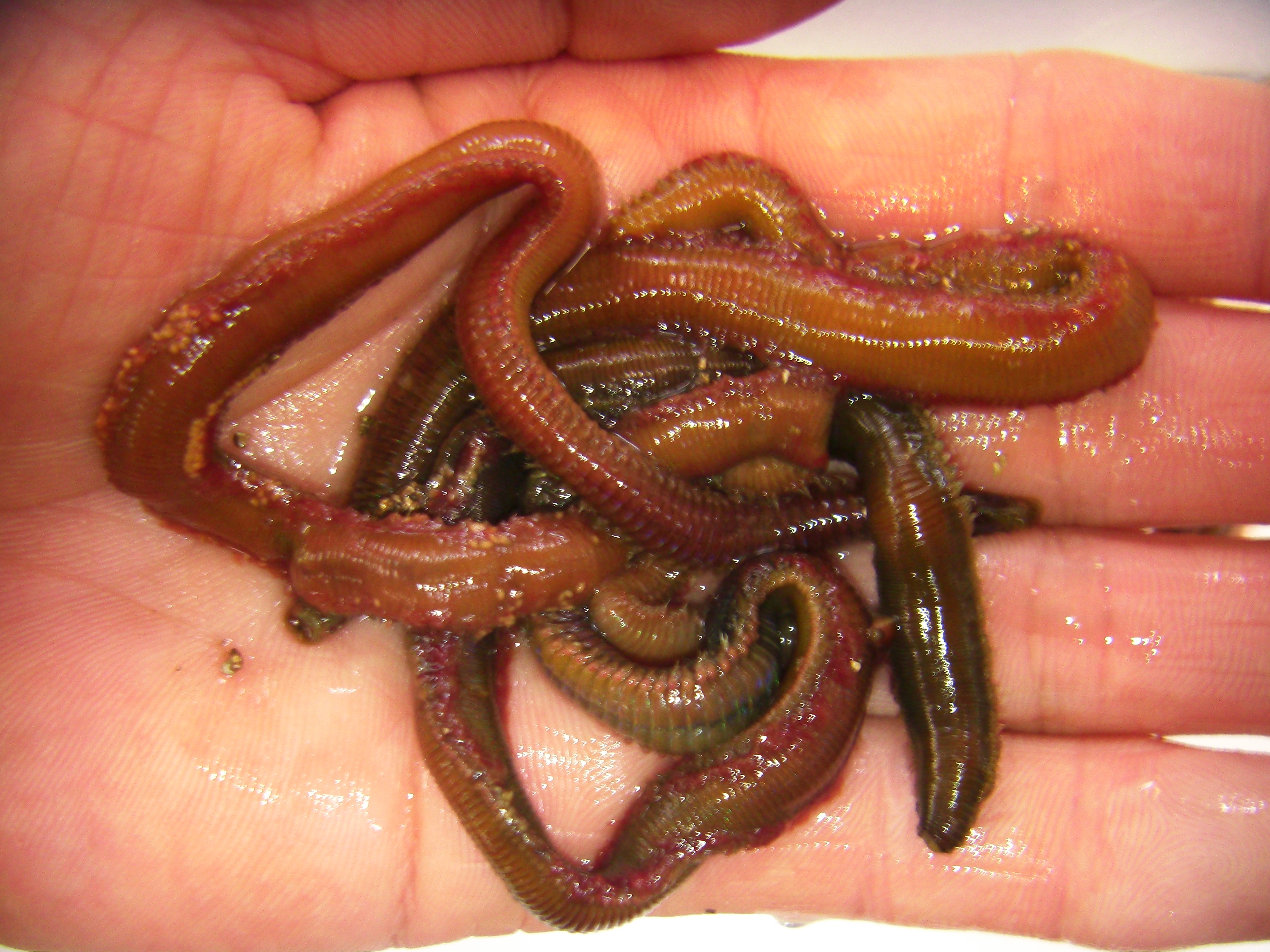 活エサ 虫エサ 活きエサの徳丸 みうら半島の生き餌は徳丸 活エサ 虫エサ 活きエサの徳丸 みうら半島の生き餌は徳丸