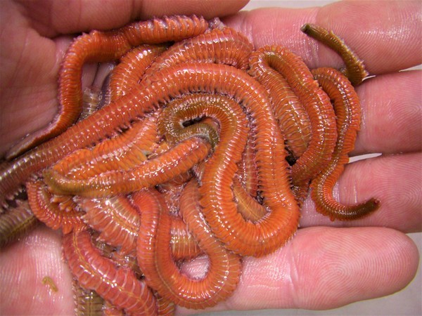 活エサ 虫エサ 活きエサの徳丸 みうら半島の生き餌は徳丸 活エサ 虫エサ 活きエサの徳丸 みうら半島の生き餌は徳丸