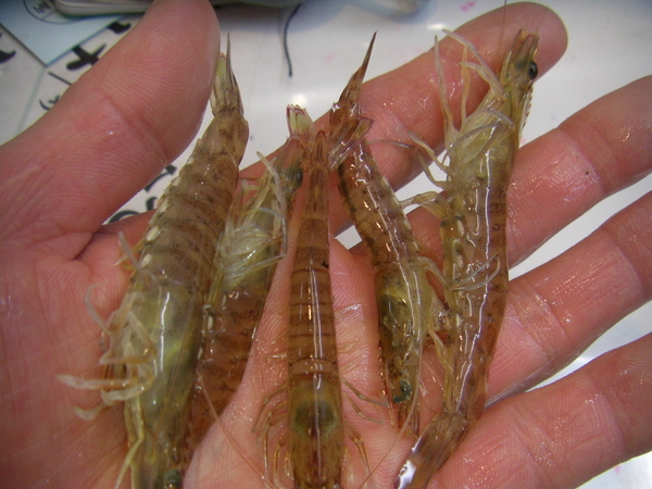 最新のお知らせ みうら半島の生き餌は 活エサの徳丸 最新のお知らせ みうら半島の生き餌は 活エサの徳丸