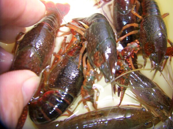 最新のお知らせ 活きエサの徳丸 みうら半島の生き餌専門店 最新のお知らせ 活きエサの徳丸 みうら半島の生き餌専門店
