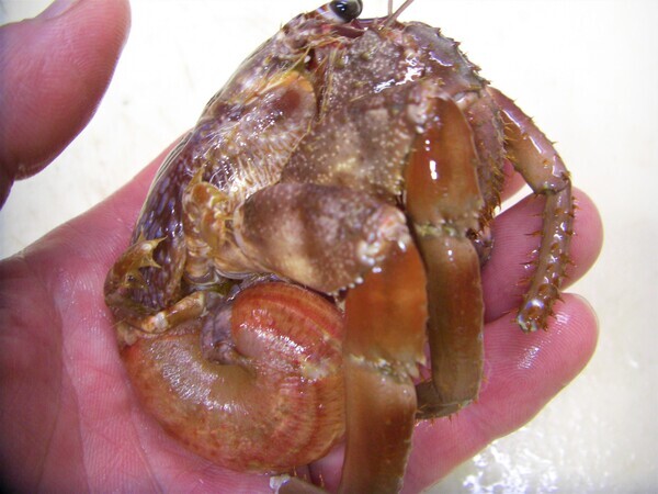 活エサ 虫エサ 活きエサの徳丸 みうら半島の生き餌は徳丸