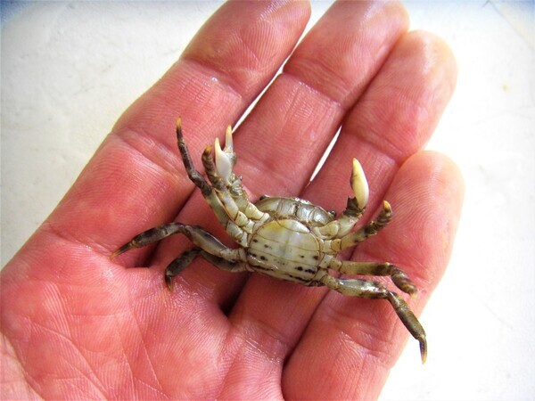 CIMG2903 (2)_コピー