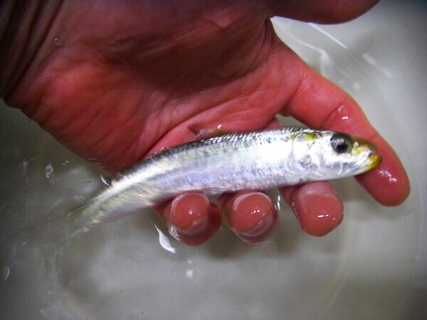 CIMG3868マイワシ_コピー