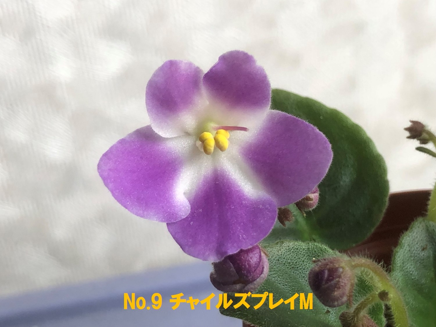 商品一覧 サッポロローヤル商会 フラワー事業部 通販 商品一覧 サッポロローヤル商会 フラワー事業部 通販