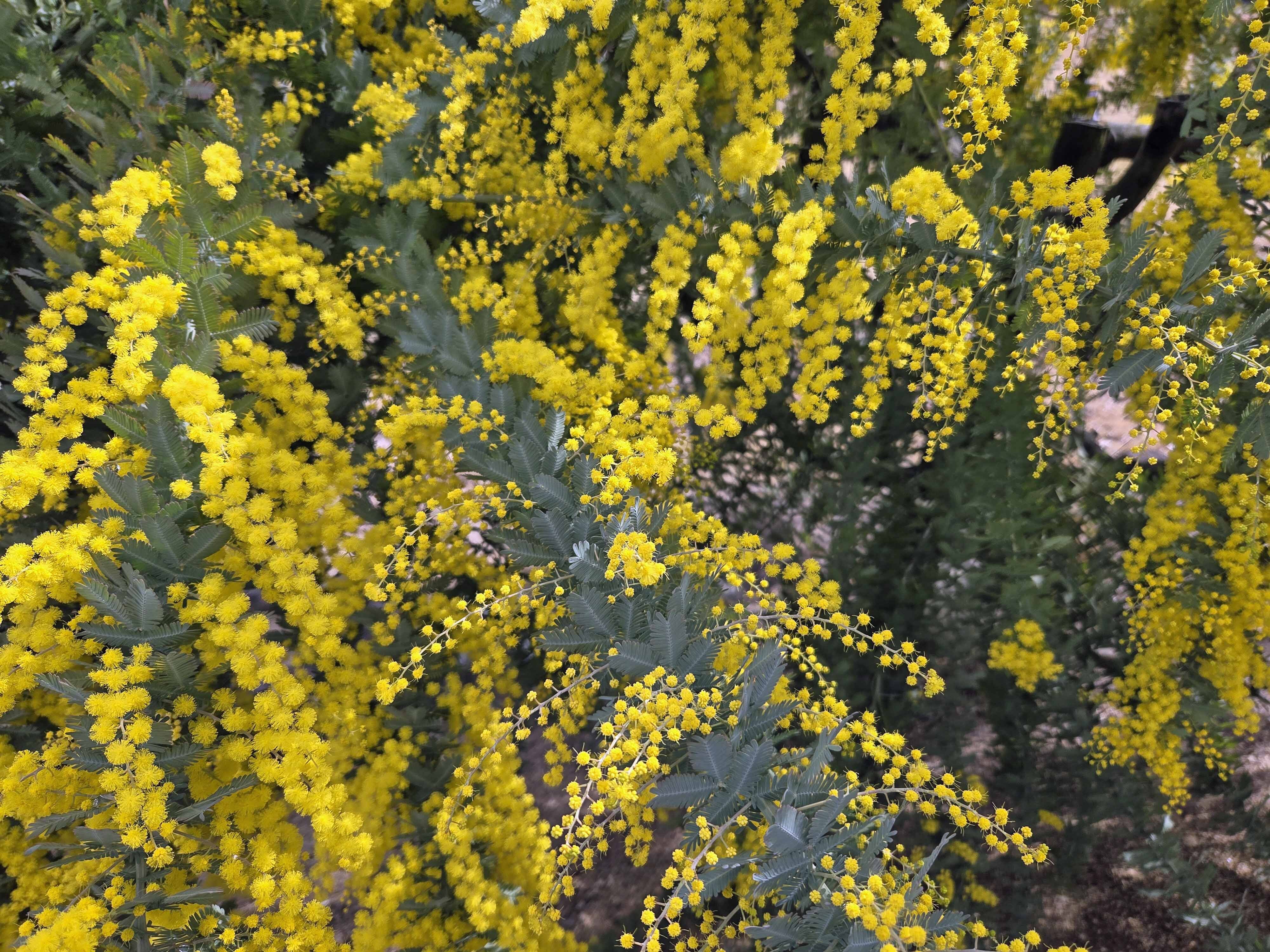 フラワーガーデン　ミモザ