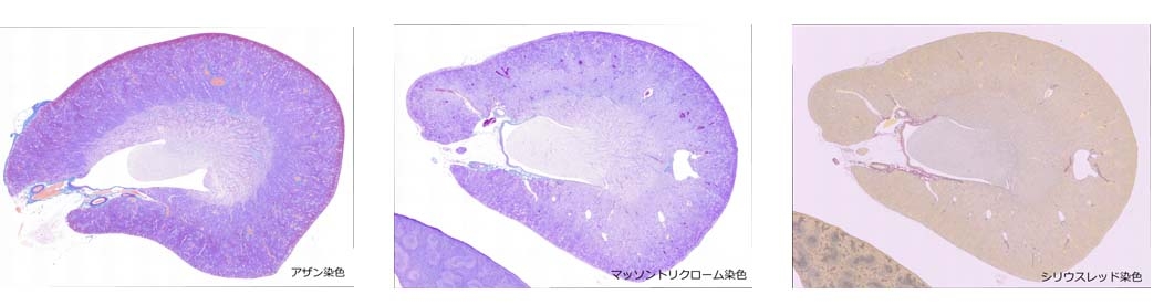 病理標本作製 安全性試験 中期発がん性試験のdims医科学研究所