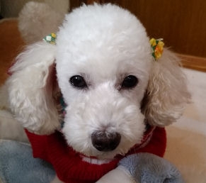 焼き鳥移動販売のわかとり屋 岡山県岡山市