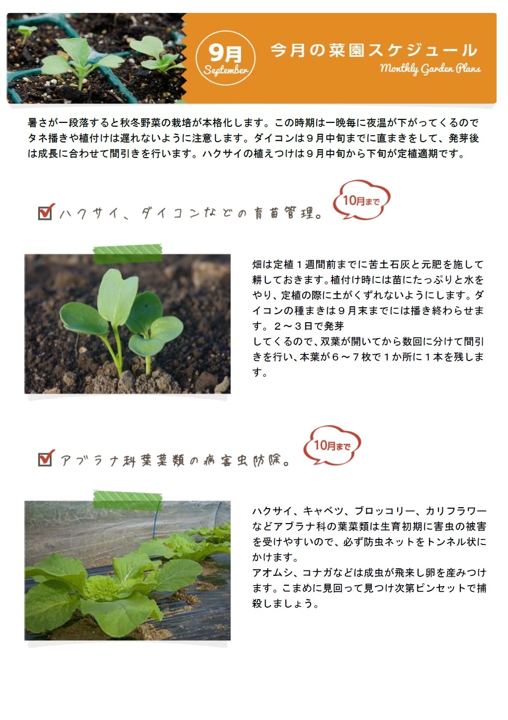 ９月の栽培スケジュール