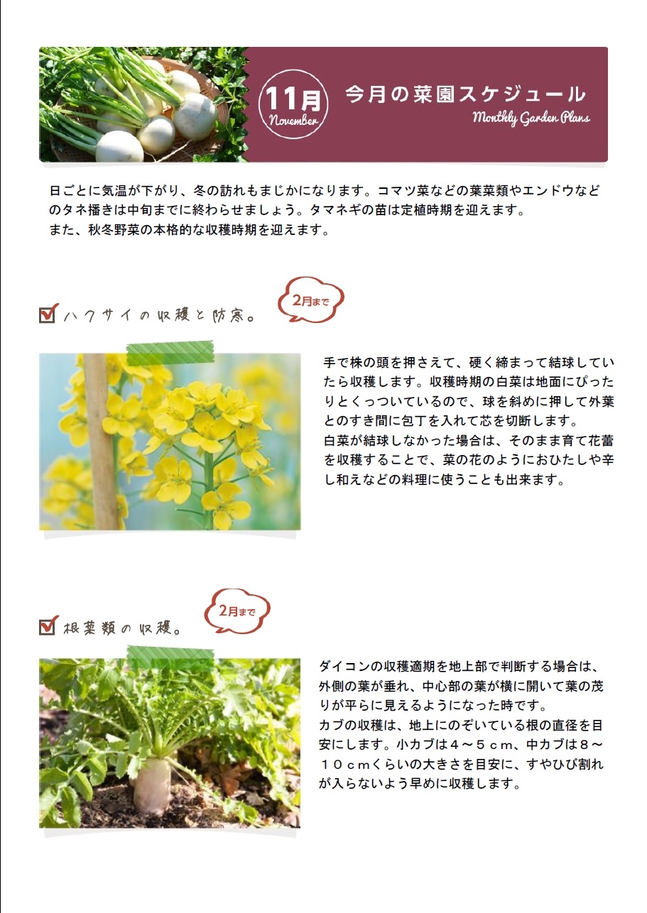 11月の栽培スケジュール