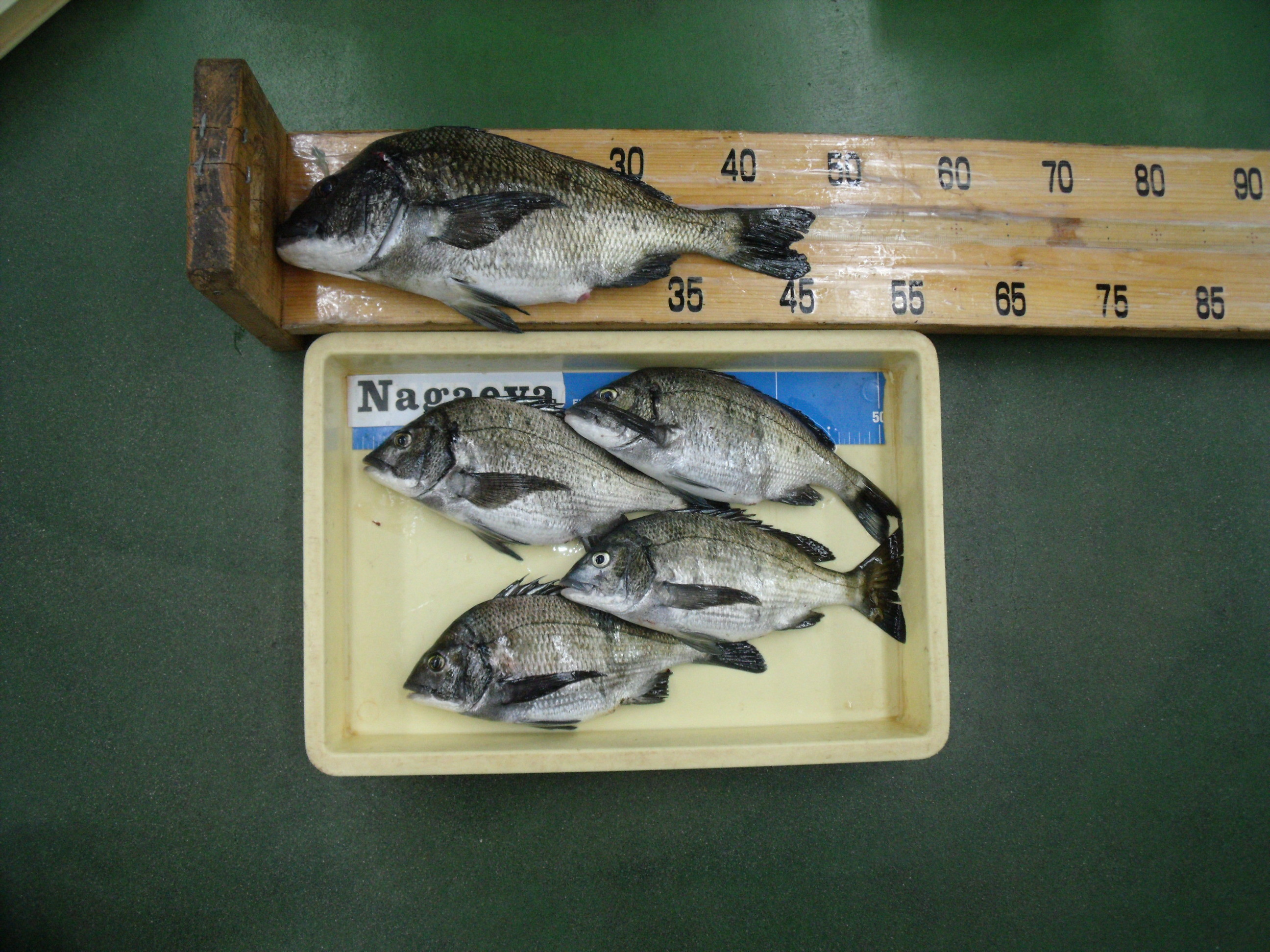 境港 釣果 鳥取県境港市の夢みなと公園でのサゴシ釣り釣果記録 釣り場 トイレの場所もご紹介