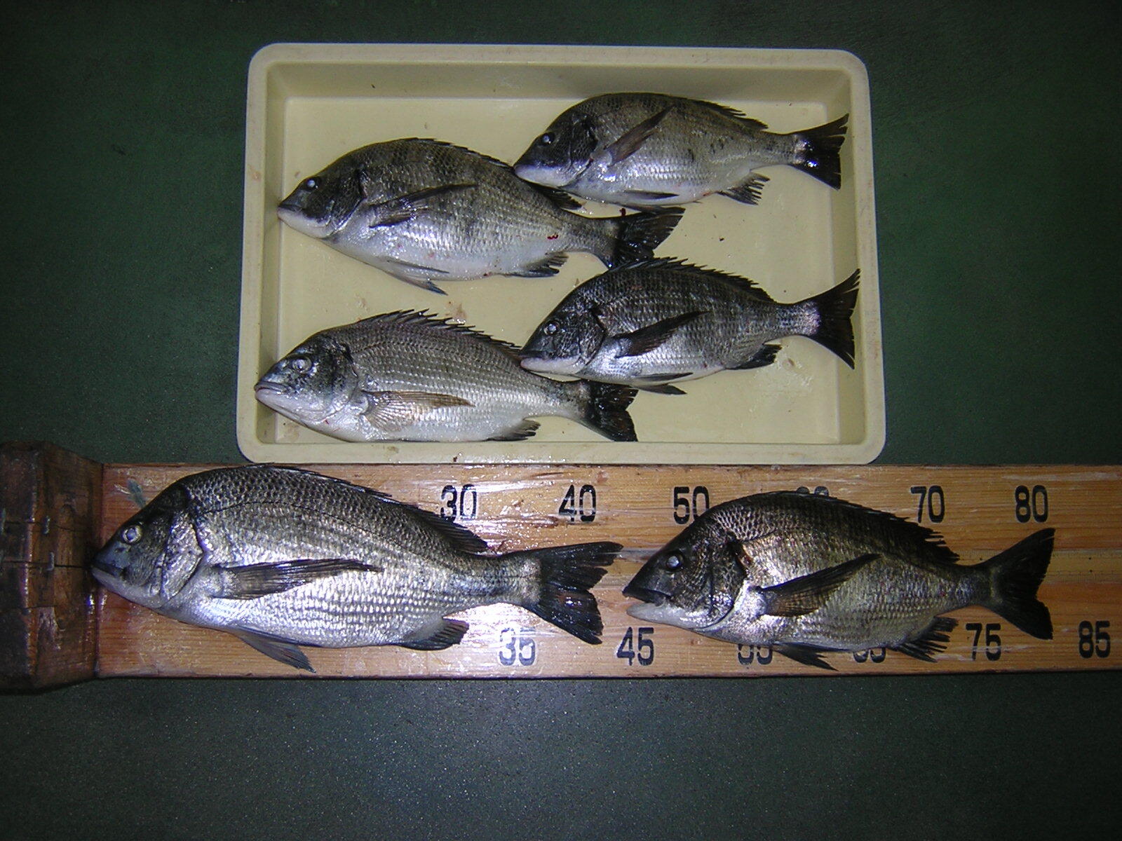 境港市のフィッシングながえやへようこそ 境港市のフィッシングながえやへようこそ