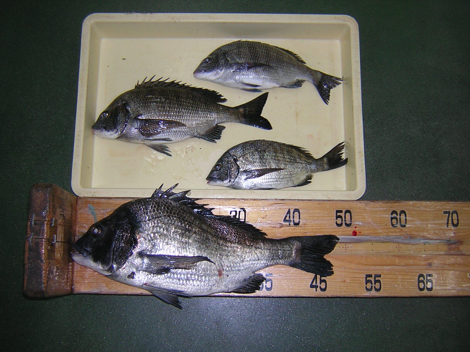 境港市のフィッシングながえやへようこそ 境港市のフィッシングながえやへようこそ