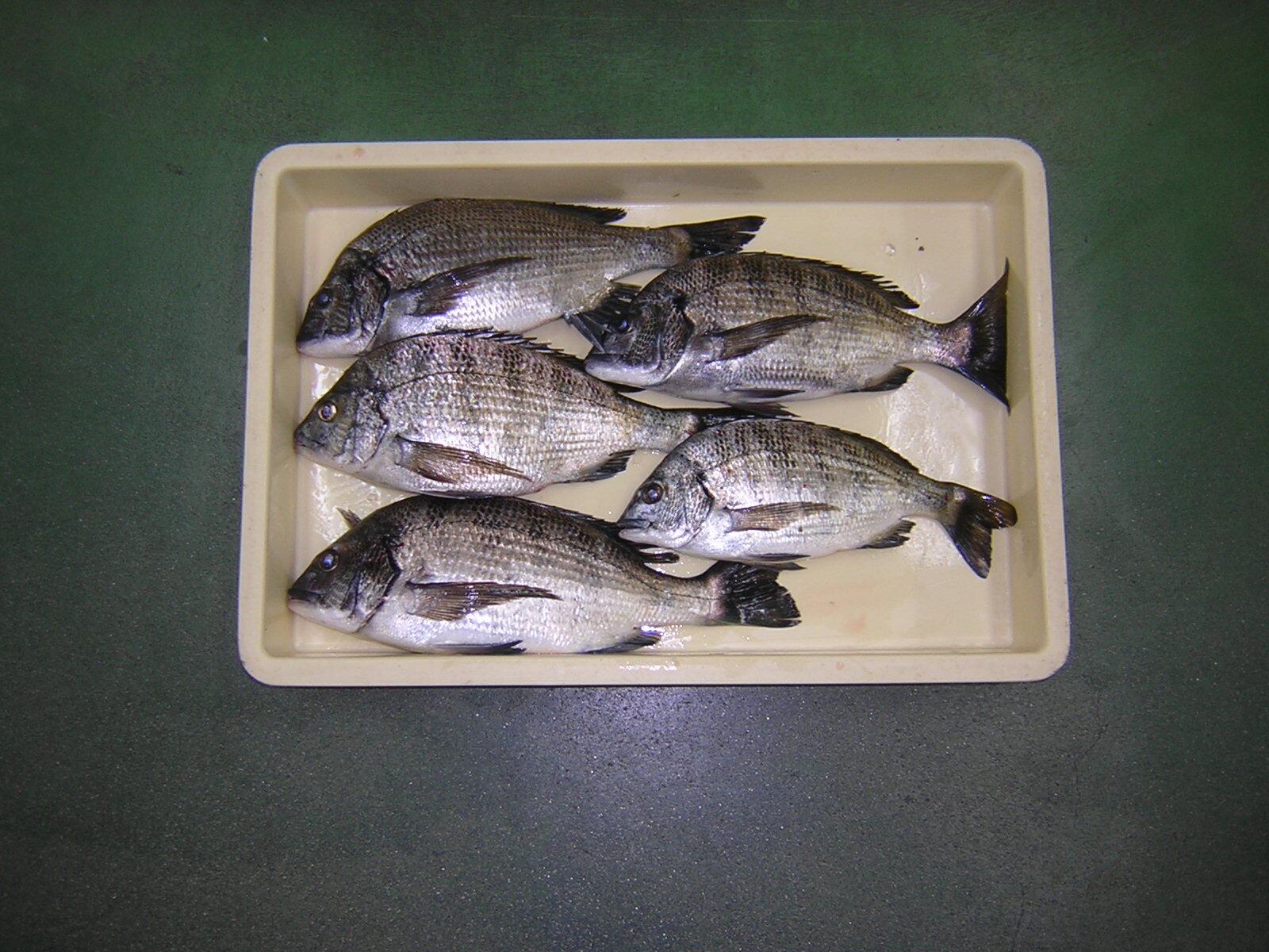 境港市のフィッシングながえやへようこそ 境港市のフィッシングながえやへようこそ