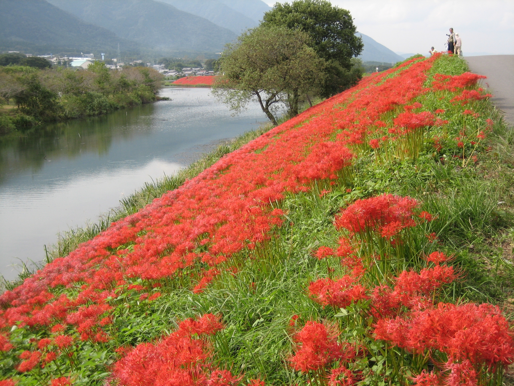 津屋川の彼岸花 津屋川の彼岸花