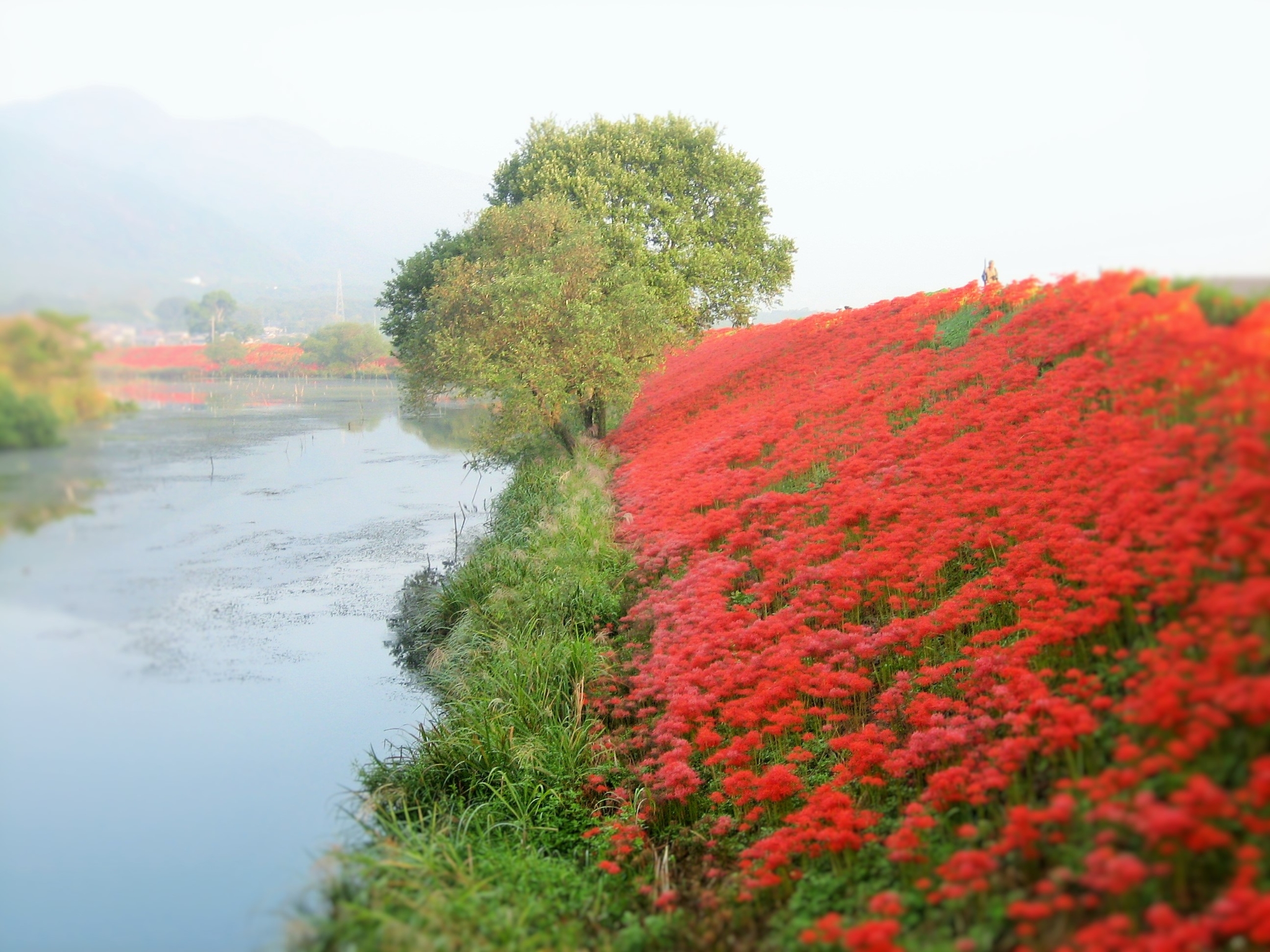 津屋川の彼岸花 津屋川の彼岸花