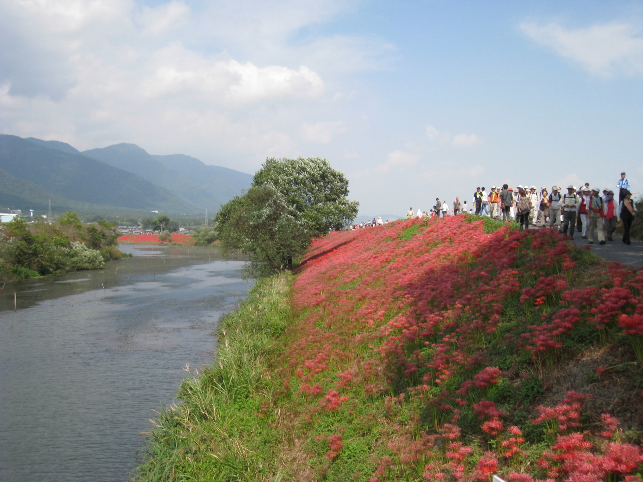 津屋川の彼岸花 津屋川の彼岸花