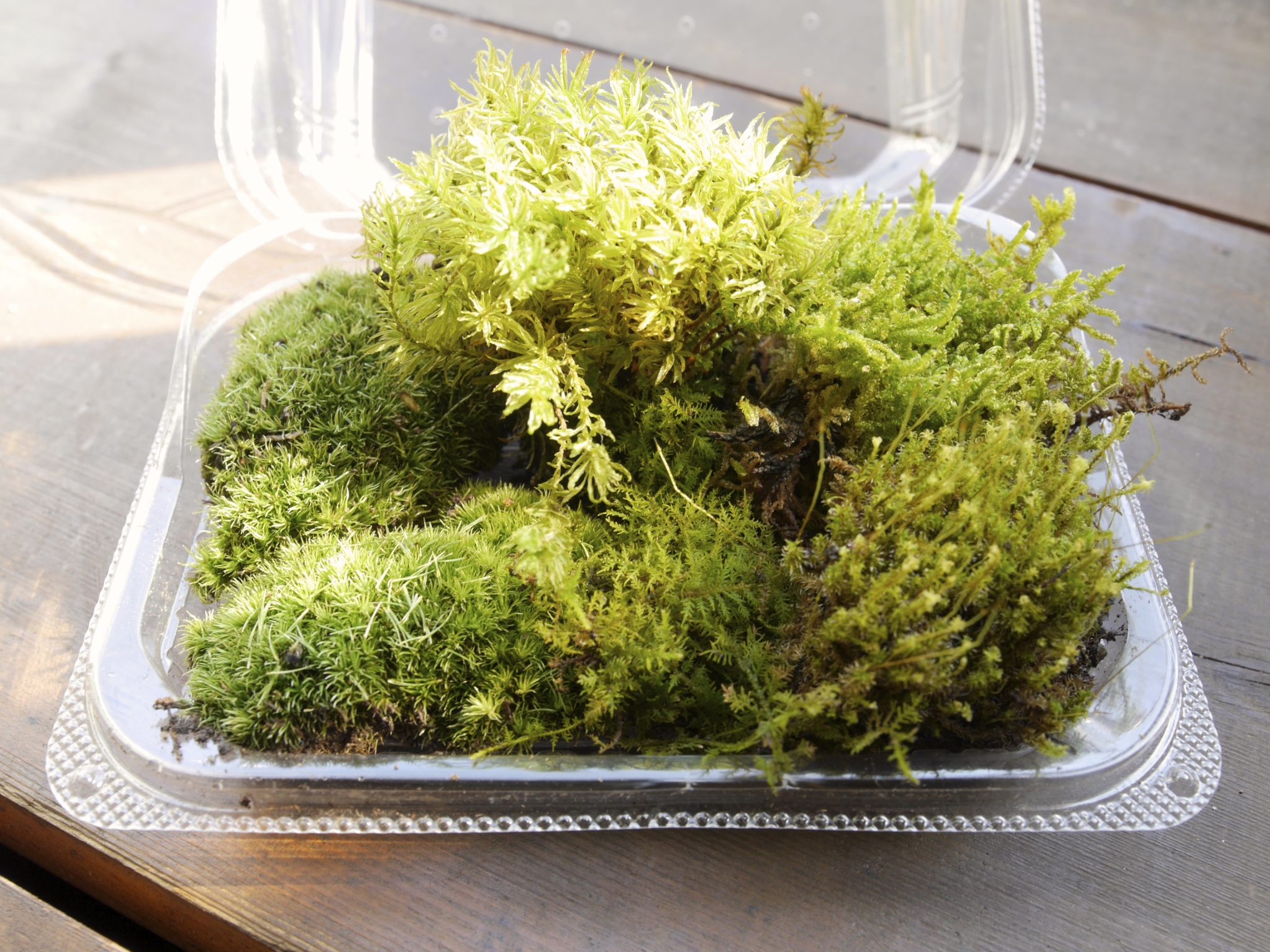 テラリウム 盆栽つくりに最適 コケとシダ テラリウム 盆栽つくりに最適 コケとシダ